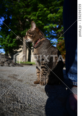 公園で座ってるキジトラ猫 公園で座ってるキジトラ猫 139294359