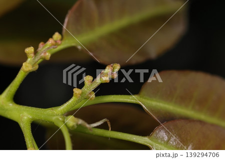 自然 植物 シラカシ、雌花と新葉。新枝の葉脇に短い柄を伸ばし数個の雌花をつけています 自然 植物 シラカシ、雌花と新葉。新枝の葉脇に短い柄を伸ばし数個の雌花をつけています 139294706