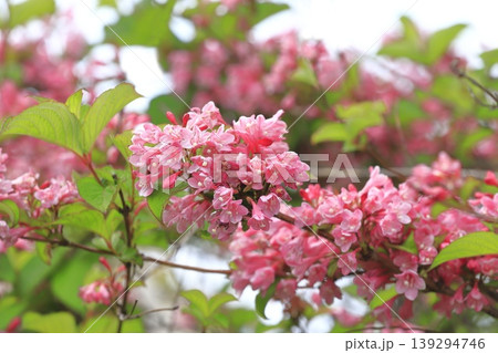 薄紅色のタニウツギ の花 薄紅色のタニウツギ の花 139294746