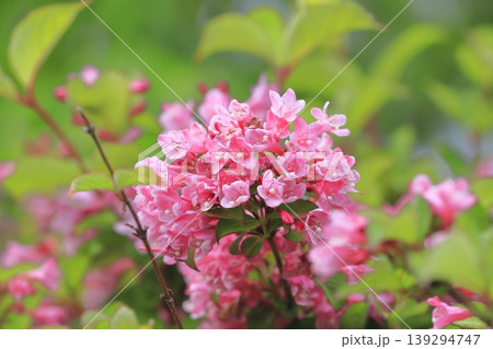 薄紅色のタニウツギ の花 薄紅色のタニウツギ の花 139294747