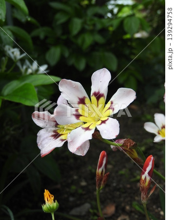 アヤメ科の鮮やかな花「スパラキシス」 139294758