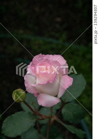 花 フラワー お花 139294807