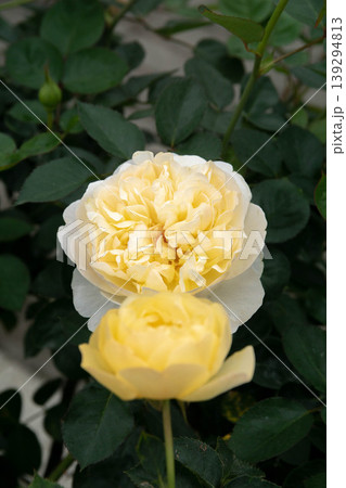 花 フラワー お花 139294813