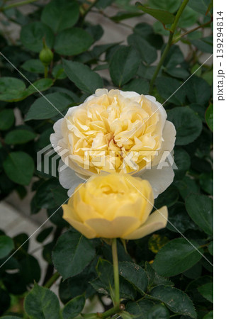 花 フラワー お花 139294814