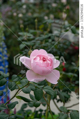 花 フラワー お花 139294816