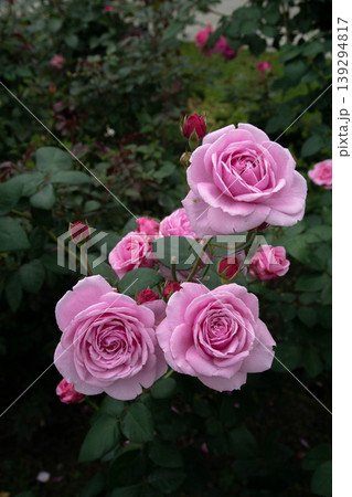 花 フラワー お花 139294817