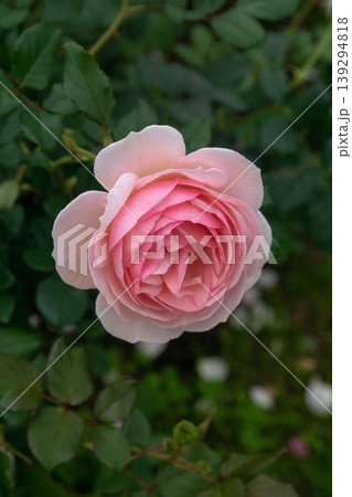 花 フラワー お花 139294818