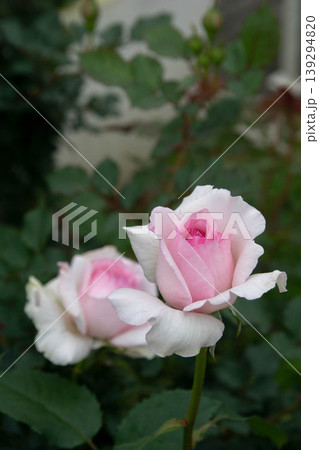 花 フラワー お花 139294820