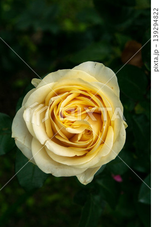 花 フラワー お花 139294822