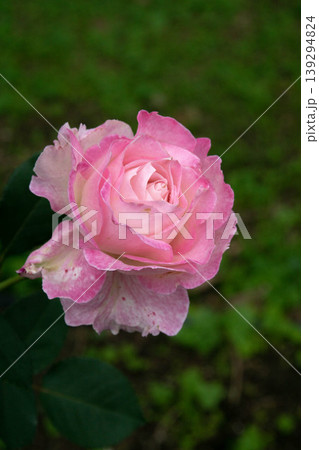 花 フラワー お花 139294824