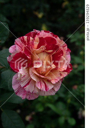 花 フラワー お花 139294829