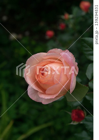 花 フラワー お花 139294831