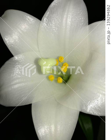 暗闇に白く清らかに浮かび上がるテッポウユリの花のクローズアップ 139294862
