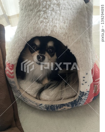 屋根付きベッドの中から上目遣いのポメチワの子犬 屋根付きベッドの中から上目遣いのポメチワの子犬 139294893