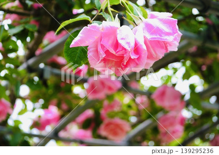 ピンクのツル薔薇 139295236