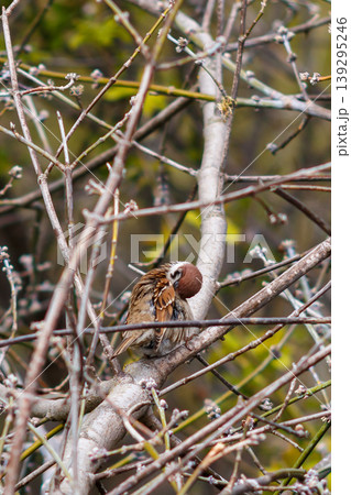 The beauty of city birds The beauty of city birds 139295246