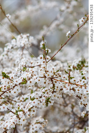 Cherry blossoms  139295438