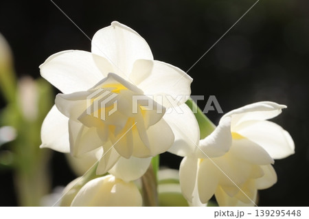 早春の庭に咲く白い花びらの中心に黄色味を帯びた八重咲きのフサザキスイセンの花 早春の庭に咲く白い花びらの中心に黄色味を帯びた八重咲きのフサザキスイセンの花 139295448