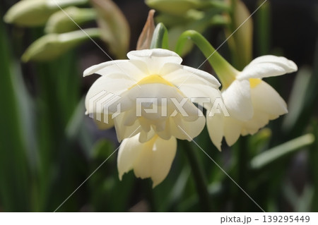 早春の庭に咲く白い花びらの中心に黄色味を帯びた八重咲きのフサザキスイセンの花 139295449