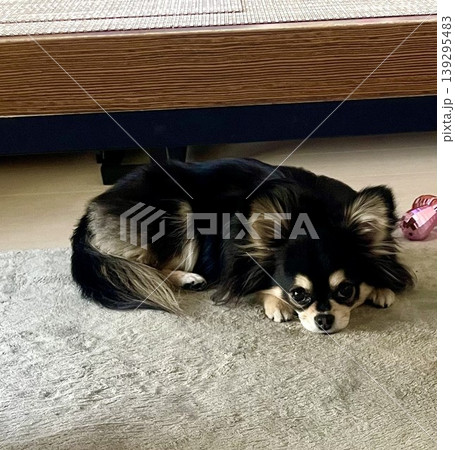 テーブルの下で拗ねるポメチワの子犬 テーブルの下で拗ねるポメチワの子犬 139295483