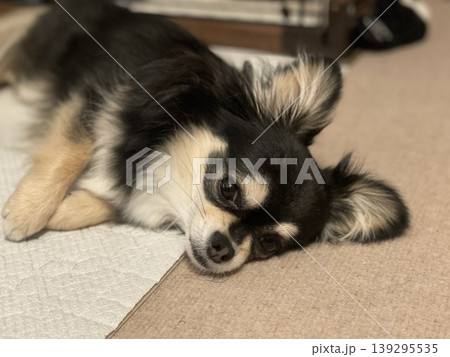 部屋でゴロゴロしている怠惰なポメチワの子犬 139295535