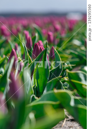 The beauty of tulips in bloom The beauty of tulips in bloom 139295560