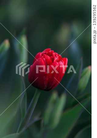 The beauty of tulips in bloom 139295562