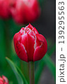 The beauty of tulips in bloom 139295563