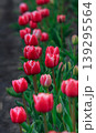 The beauty of tulips in bloom 139295564