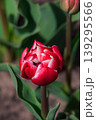 The beauty of tulips in bloom 139295566
