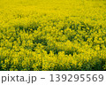 菜の花畑　春 139295569