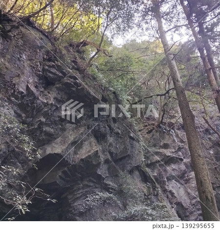 緑豊かな森の岩肌と木立 緑豊かな森の岩肌と木立 139295655