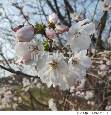 春の訪れを感じる桜の花と蕾 春の訪れを感じる桜の花と蕾 139295683