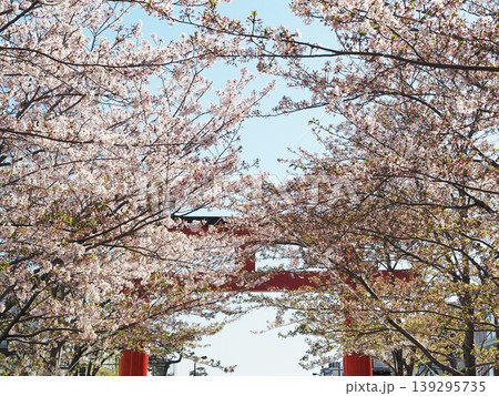 神奈川県 段葛の桜越しに見る二の鳥居 4月 神奈川県 段葛の桜越しに見る二の鳥居 4月 139295735