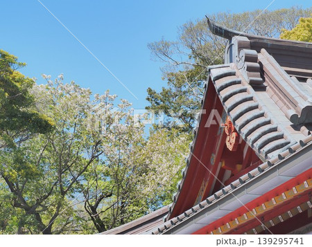 神奈川県　鶴岡八幡宮　本宮　4月 139295741