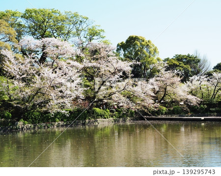 神奈川県　鶴岡八幡宮 源平池　桜の景色　4月 139295743
