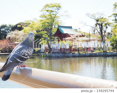 神奈川県 鶴岡八幡宮のハトと旗上弁財天 4月 神奈川県 鶴岡八幡宮のハトと旗上弁財天 4月 139295744