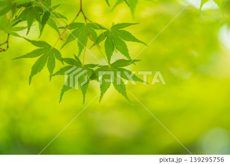 新緑イメージ素材《モミジの葉っぱ》 新緑イメージ素材《モミジの葉っぱ》 139295756