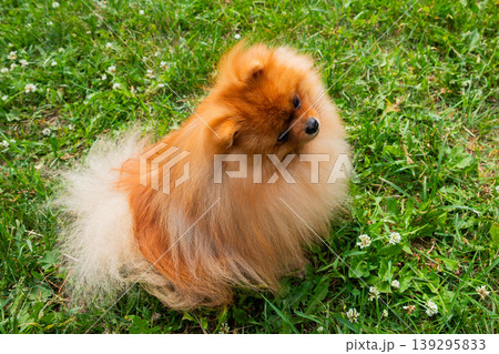 A fluffy Pomeranian sitting on lush green grass in a vibrant outdoor setting on a sunny day 139295833