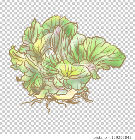 Illustration of cabbage grown from regrowth (watercolor) Illustration of cabbage grown from regrowth (watercolor) 139295842