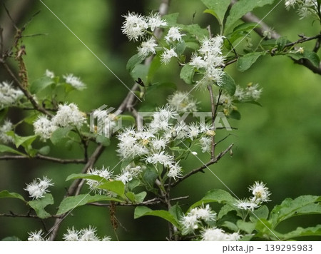 谷戸に咲くサワフタギの花 谷戸に咲くサワフタギの花 139295983