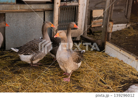 group of domestic gray greylag geese on organic livestock farming group of domestic gray greylag geese on organic livestock farming 139296012