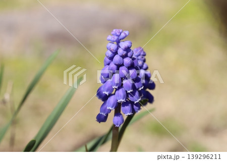 春の庭に咲く紫色の粒状の花が咲くムスカリの様子 139296211