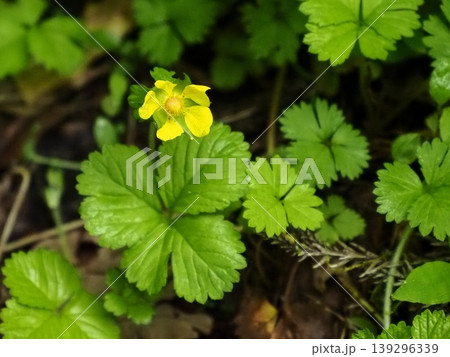 ヤブヘビイチゴの黄色い花 ヤブヘビイチゴの黄色い花 139296339