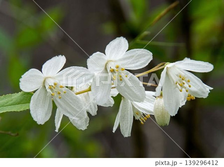 ウツギの花 139296412