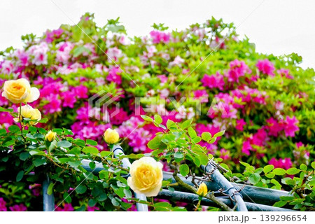 黄色のツル薔薇と赤いツツジ 139296654