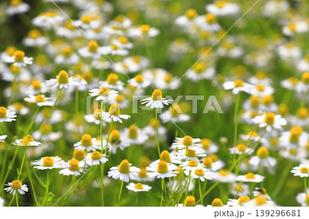 可憐なカモミールの花(ジャーマンカモミール) 可憐なカモミールの花(ジャーマンカモミール) 139296681