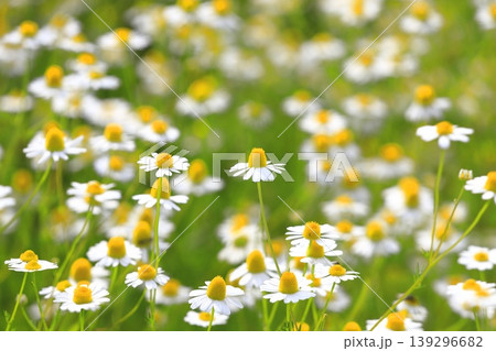 可憐なカモミールの花(ジャーマンカモミール) 可憐なカモミールの花(ジャーマンカモミール) 139296682