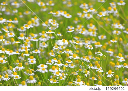 可憐なカモミールの花（ジャーマンカモミール）　 139296692