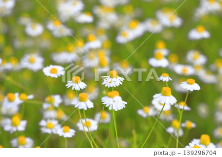 可憐なカモミールの花(ジャーマンカモミール) 可憐なカモミールの花(ジャーマンカモミール) 139296704